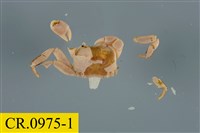 藏品(整潔圓方蟹)的圖片